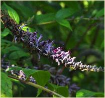 Buddleja lindleyana bloem closeup