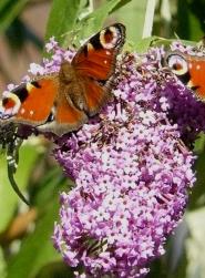 buddlejapauwoogvlinder