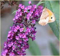 BuddlejaRoyalRedBontzandoogjeVN