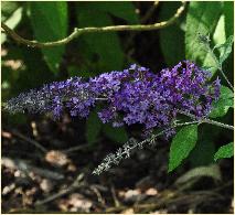 Buddlejasalvifoliabloemen2vn