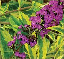 Buddleja davidii 'Santana'