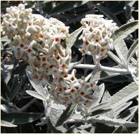 Buddleja davidii 'Silver Anniversary'