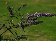 Buddlejaverbascifolium