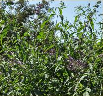 Buddleja verbascifolium global