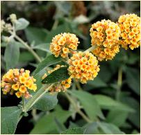 BuddlejaweyerianaSungoldvn