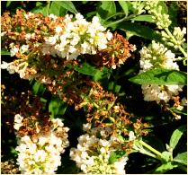 Buddleja davidii 'White Chip'