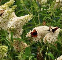 Buddleja davidii 'White Profusion'  avec des  papillons ( La petite tortue)