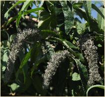 Buddleja yunnanensis 'Gagnep' China Yunnan CLoseup