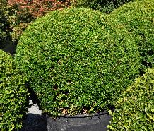 Buxus sempervirens bol 120cm