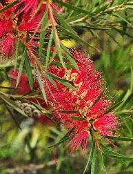 Callistemon rigidus lampepoetser bloem detail