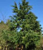 Cedrus deodora habitus -Cèdre  doré