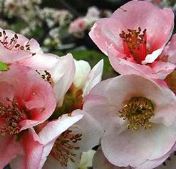 Chaenomeles cathayensis flowers