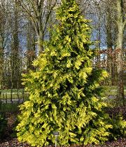 Chamaecyparis lawsoniana 'Hoggergold'  Cyprès de Lawson