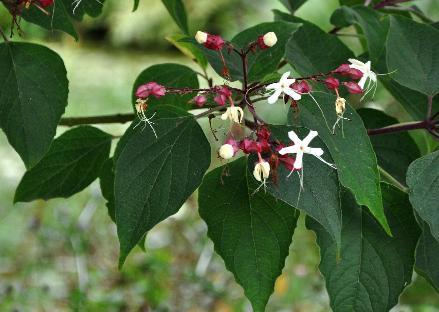 ClerodendrumtrichotomumClosduCoudray2