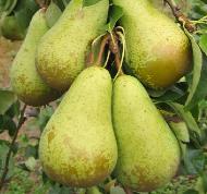 Conferencepear