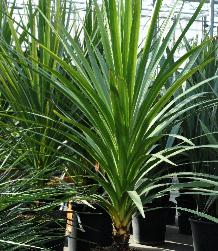 Cordylineindivisa