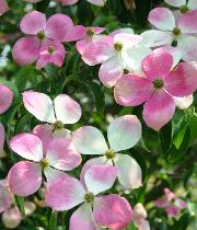 Cornus Porlock - Cornoullier en fleurs