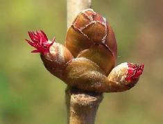 Corylusavellanavrouwelijkebloem