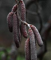 Corylus 'Red majestic'  fleurs masculines - noisetier