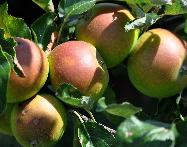 Cox orange pippin dans l'arbre