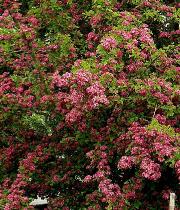 crataegus 'Paul Scarlet' - Aubépine Rouge