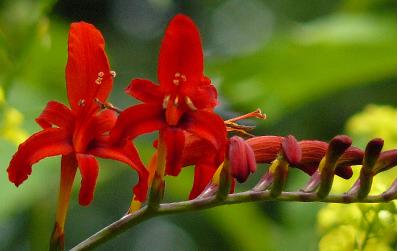 crocosmialucigeropeningsact