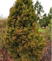 Cryptomeria japonica 'Winter Bronze' habitus  Cèdre du Japon - Cryptomère