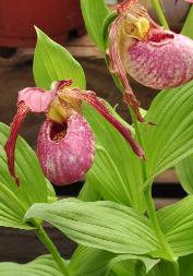 Cypnipedium 'Kentucky Pink ' closeup vleesetend