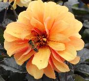 Dahlia 'Ella Briton' bijenvriendelijke planten