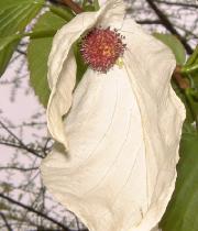 Davidia involucrata - arbre aux mouchoirs. 