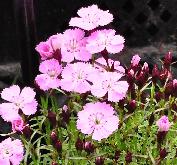 Dianthus 'Eileen Lever'