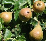 Pyrus_communis_'Doyenné du Comice' leivorm2