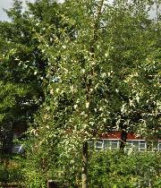 Elaeagnus 'Quicksilver'  Olivier de Bohème - haute tige