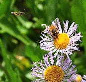 Erigeronspeciosusbloemenbijenvnn