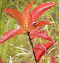 euonymusredcascadecloseup