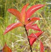 euonymusredcascadecloseup