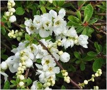 Exochordaserratifoliacloseupflowersapril