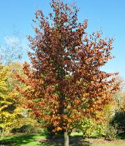 Fagus orientalis - Hêtre feuillage en automne