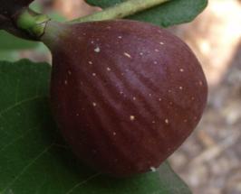 Ficus carica 'Chicago'