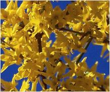 Forsythiaxintermedia