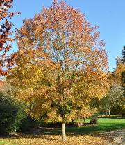 Fraxinus angustifolia 'Flame'