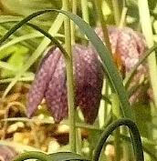 fritillaria2