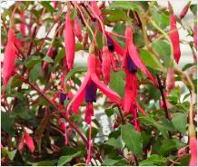 FuchsiaRicartonnii3