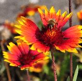 GaillardiaArizonaSunbijenplantcloseup