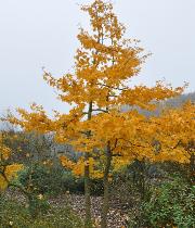 GINKGOBILOBAVARIEGATA