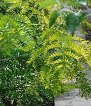 Gleditsia triacanthos 'Sunburst' closeup feuillage