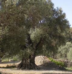 Griekseoudeolijfboom