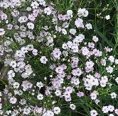 GypsophilaRosenschleiercloseup