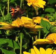 HelianthusdecapetalusCapenochStarbijenplantvlinderslokkend