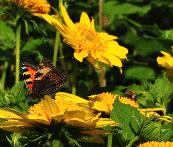 HelianthusdecapetalusCapenochStarbijenplantvlinderslokkend2